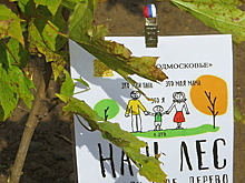 Жители Химок примут участие в акции «Наш лес. Посади свое дерево» 16 сентября