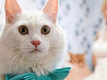 Коты на свадебных фотографиях: умиление и ревность