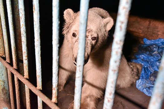 Белый медведь Диксон умер в Московском зоопарке