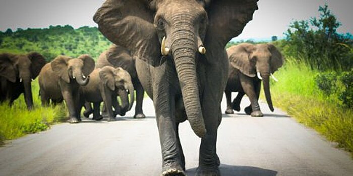 Видео погони слона за машиной с туристами стало популярным в Сети