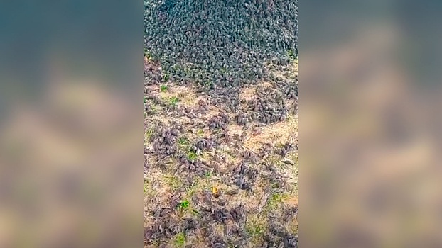 Сотни мертвых воробьев обнаружены в одном из округов Бали