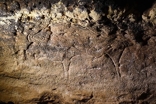Сибирские археологии подтвердили древность бизона на стене французской пещеры