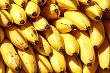 Россия вернула в Эквадор бананы, зараженные мухой-переносчицей холеры