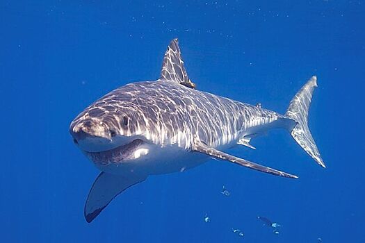 Самая большая акула Атлантики всплыла недалеко от побережья Канады