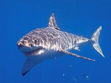 Самая большая акула Атлантики всплыла недалеко от побережья Канады