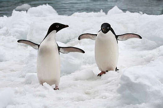 Guardian: вирус птичьего гриппа H5N1 добрался до пингвинов на острове у Австралии