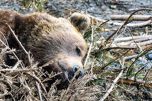 Забайкальская прокуратура начала проверку по факту массового отравления мясом медведя