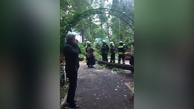 Видеокамера зафиксировала, как в Москве дерево убило ребенка на глазах у матери