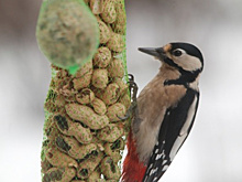 Чем и как подкармливать птиц зимой