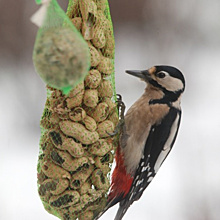 Чем и как подкармливать птиц зимой