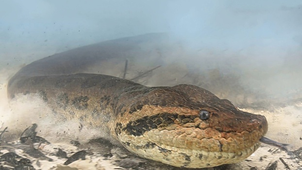 Одна из крупнейших в истории: обнаружены останки огромной древней змеи