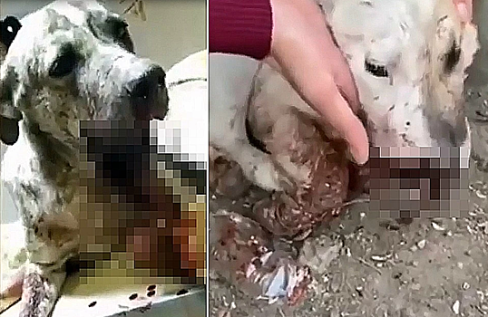 Живодеры засунули в рот петарды беспризорным собакам в Карачаево – Черкессии