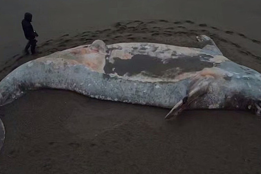 Мертвого 11-метрового кита выбросило на берег на Сахалине