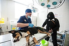 Операционная в ветклинике похожа на человеческую: как проходит лечение животных в столице