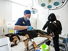 Операционная в ветклинике похожа на человеческую: как проходит лечение животных в столице