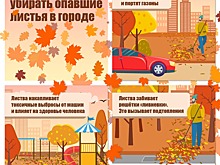 Эксперты рассказали о правилах уборки листьев