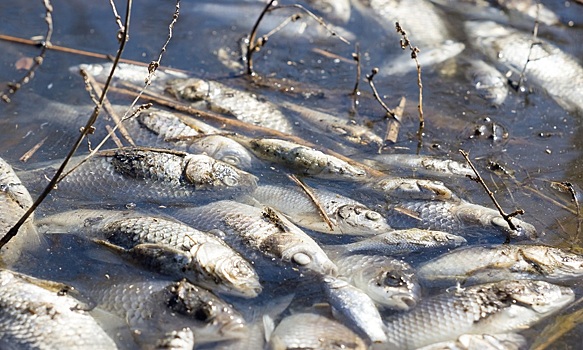 Ученые прогнозируют массовую гибель рыбы в Волге