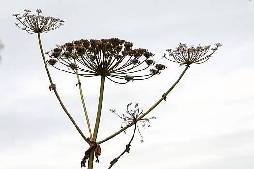 Бороться с борщевиком в Петербурге собрались при помощи беспилотников