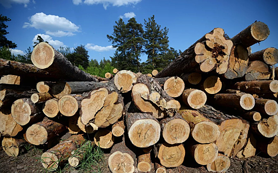 В Томской области оштрафовали главу лесничества за незаконную рубку