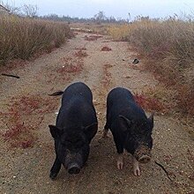 Африканская чума свиней в Латвии: Власти расписались в собственной беспомощности