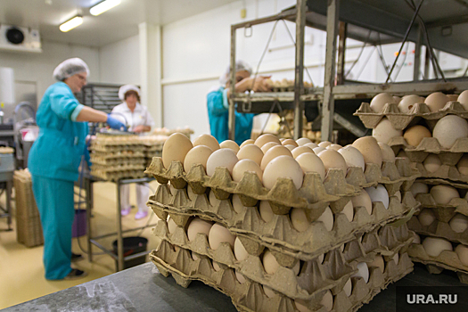 На птицефабрике «Челябинская» сортировать яйца будут роботы