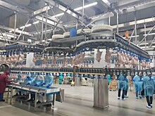 На «Ярославском бройлере» запущена не имеющая аналогов в России линия по сортировке мяса птицы
