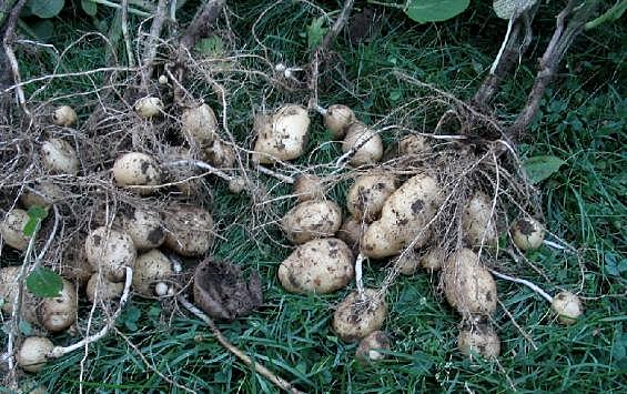 Профилактика заболеваний картофеля на полях Курской области