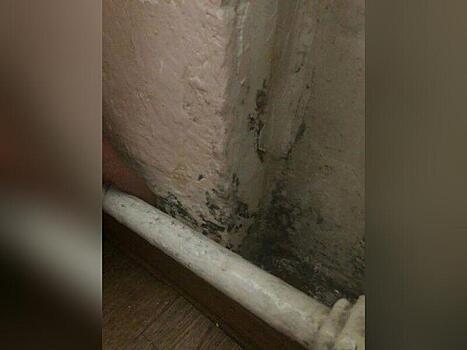 Грибок появился в квартире у жителя Могочи