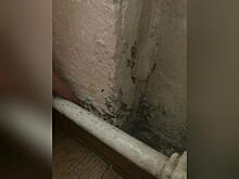 Грибок появился в квартире у жителя Могочи