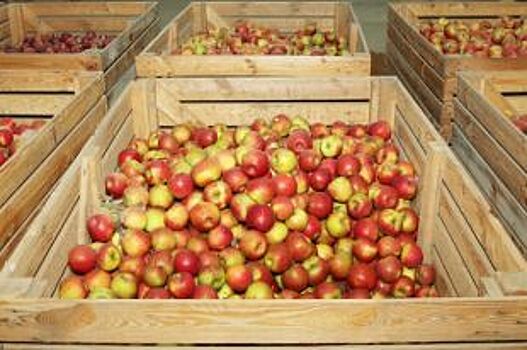 В Калининград из Боснии не пустили почти 20 тонн «сомнительных» яблок