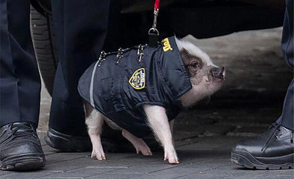 В МВД объяснили, что изучают возможность использование свиней-ищеек, но поросят пока не покупали