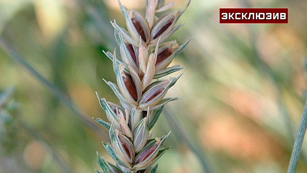 Сибирские генетики рассказали, как вырастили фиолетовую пшеницу для борьбы с болезнями Паркинсона и Альцгеймера