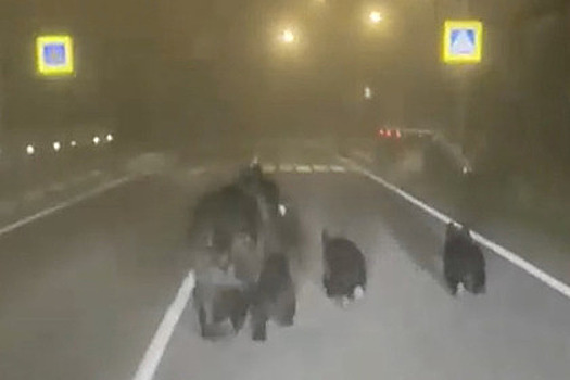 Медведица с тремя медвежатами вышла на трассу на Сахалине