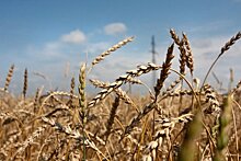Эксперты оценили, соберет ли Россия рекордный урожай зерна в этом году