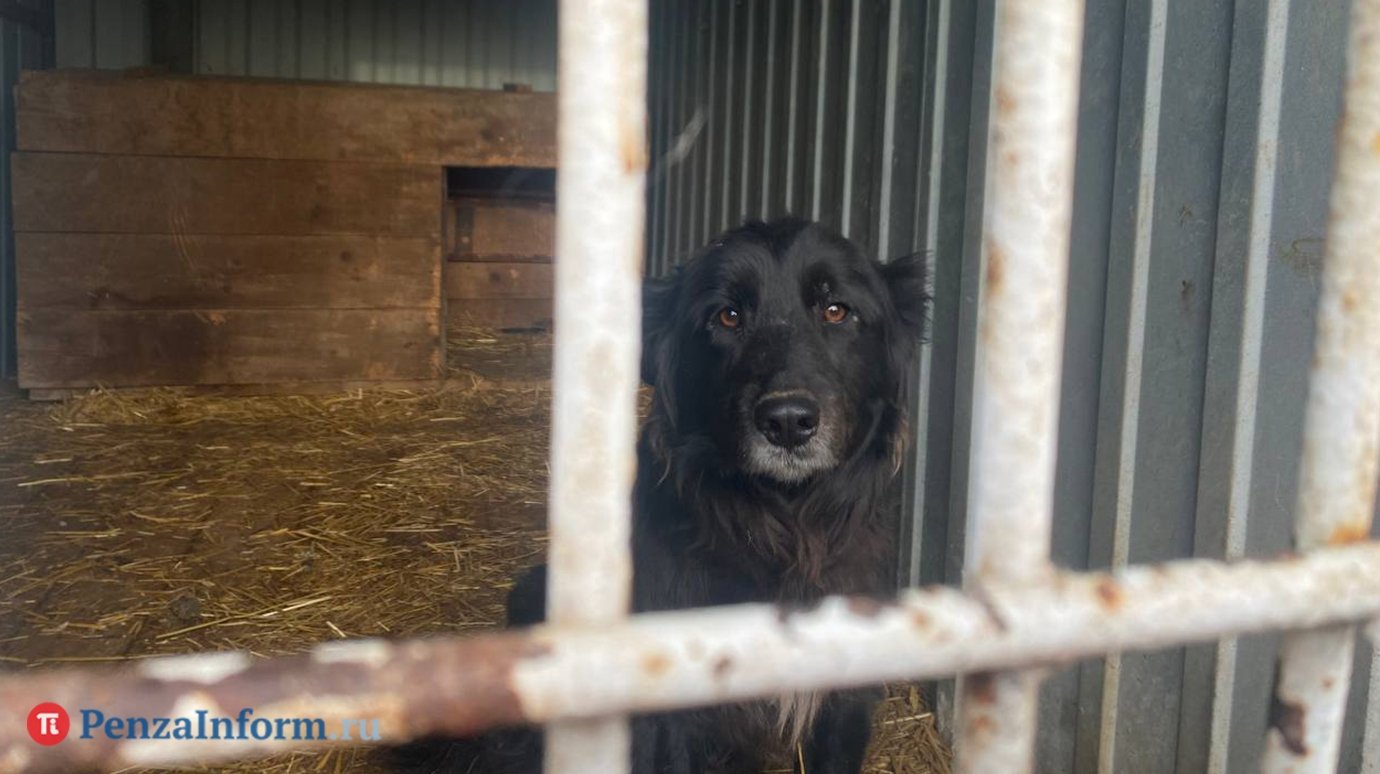В Пензе повысили расценки на отлов и содержание бродячих собак