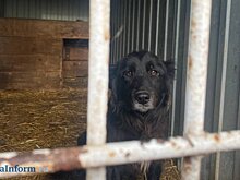 В Пензе повысили расценки на отлов и содержание бродячих собак