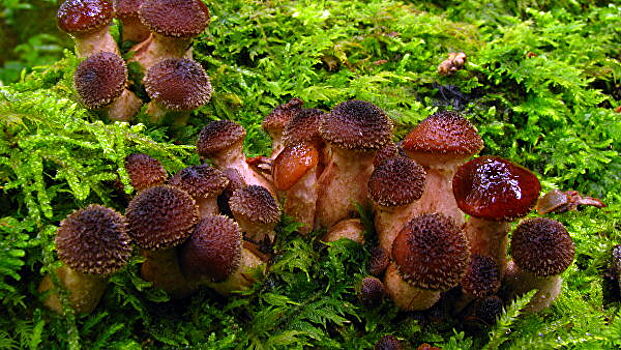 В Подмосковье назвали ядовитые грибы, которые можно спутать со съедобными