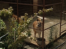 В Волгограде сгоревшему приюту для собак и кошек срочно требуется помощь