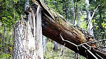 В администрации Орла рассказали, кто отвечает за упавшие деревья