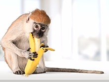 Сложная еда увеличила мозг приматов