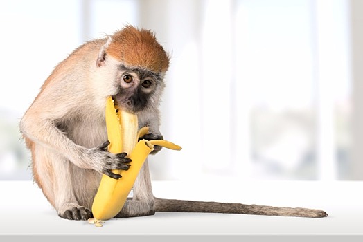 Сложная еда увеличила мозг приматов