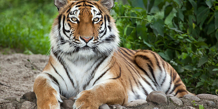 Раненый тигр из Приморья получил кличку Форестер в хосписе в Ленобласти