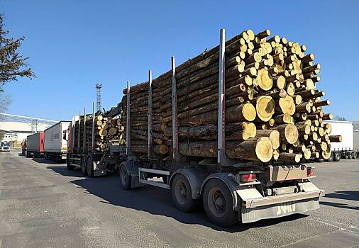 Стоимость поставок российского леса в Китай рекордно упала
