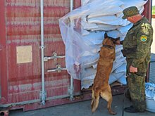 Свыше тонны семян подсолнечника импортировал крупный челябинский производитель из Китая