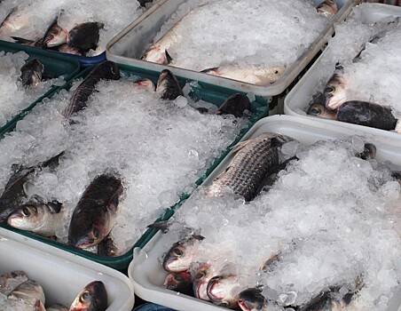 Росрыболовство предлагает создать в регионах центры по хранению и распределению рыбы