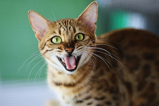 В России бенгальскую кошку продают за 15 млн рублей
