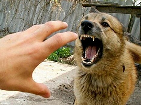 В России предложили ввести уголовное наказание для хозяев за нападение собак
