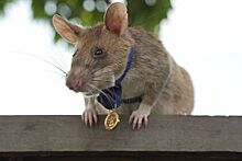Крысу наградили медалью за храбрость в Камбодже