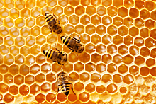 Почему пчелы не становятся липкими, когда делают мед