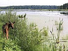 "Лосиный остров" и Бленхеймский дворец обменялись опытом развития ООПТ